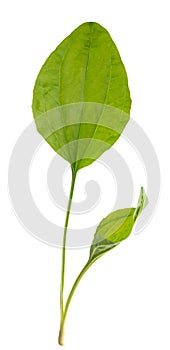 Broadleaf plantain