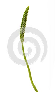 Broadleaf plantain  ear