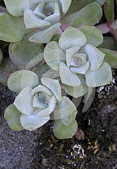 Broadleaf Stonecrop, Collinsia parviflora Sedum spathulifolium, Cowichan Valley, Vancouver Island, British Columbia