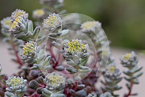 Broadleaf stonecrop, Sedum spathulifolium Cape Blanco, budding flowers