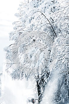 Broadleaf tree with a snowslide, snow chaos at winter time