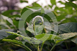 Broadleaf weed in agriculture, Indian turnsole