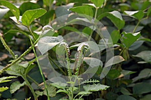 Broadleaf weed in agriculture, Indian turnsole