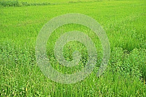 Broadleaf weed in paddy field