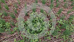 Broadleaf weed in spring onion production field