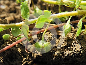 Broadleaf weeds, Veronica hederifolia. photo