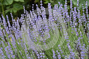 Broadleaved lavender photo