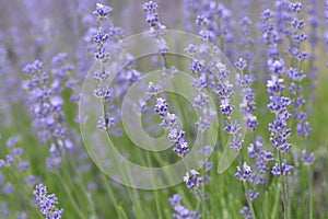 Broadleaved lavender photo
