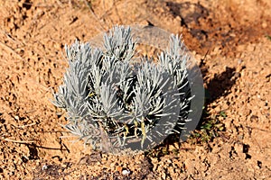 Broadleaved lavender or Lavandula latifolia flowering strongly aromatic shrub plant with grey evergreen leaves in home garden photo