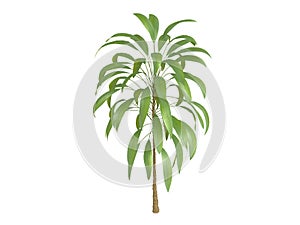 Broadleaved_Palm_Lily_(Cordyline_petiolaris)