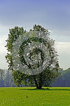 Broadleaved Spring Tree