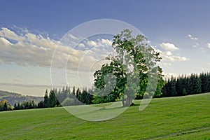 Broadleaved Tree photo