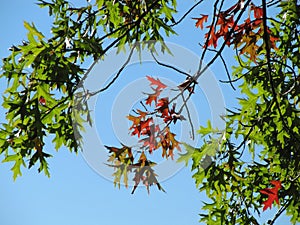 Broadleaved Tree