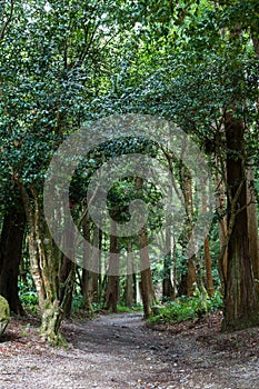 Broadleaved trees forest and a path