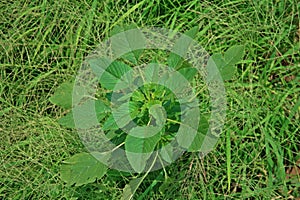 Broadleaves weed in agriculture field