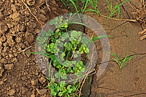 Broadleaves weed in field crop