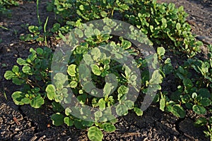 Broadleaves weed in field crop and upland condition