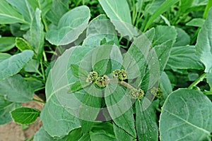 Broadleaves weed in vegetable and agriculture area