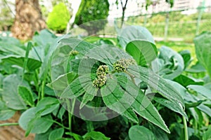 Broadleaves weed in vegetable and agriculture area