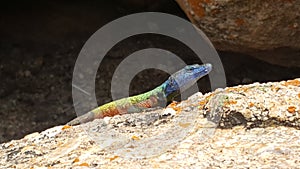 Broadley\'s flat lizard on a rock