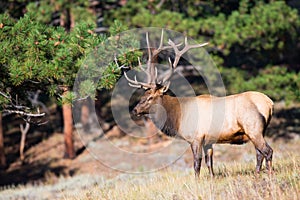 Broadside bull elk photo