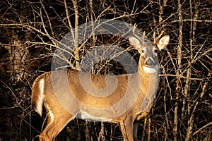 Broadside image of a whitetail buck in the rut on a sunny fall evening. photo