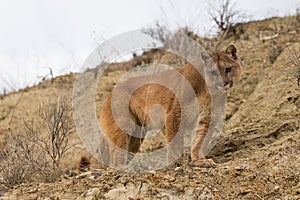 Broadside portrait of mountain lion photo