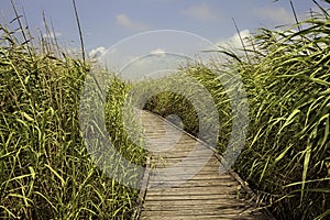 Broadwalk amonst the reeds