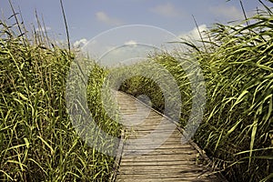 Broadwalk amonst the reeds photo