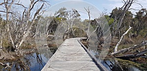 Nature wooden boardwalk through swamp lands Peel Harvey estuarine system region Western Australia. Peel Harvey estuarine system photo