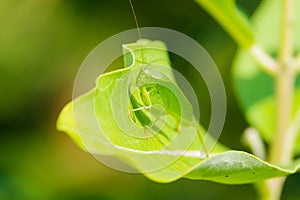 Broadwinged bush katydid on green leaf in Minnesota River Valley National Wildlife Refute