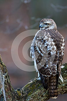 Broadwinged Hawk Buteo platypterus