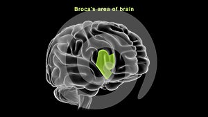 Broca`s area of Human brain photo