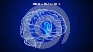 Broca`s area of Human brain photo