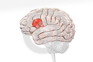 Broca area in red color profile view isolated on white background 3D rendering illustration. Human brain Anatomy, neurology,