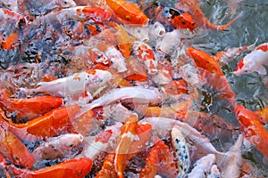 Brocade carp fishes compete for food