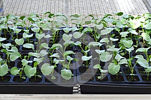 Broccol green seedlings.