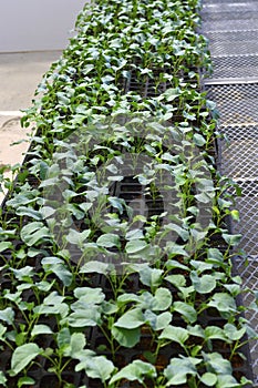Broccol green seedlings.