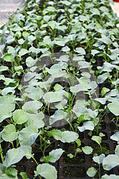 Broccol green seedlings.