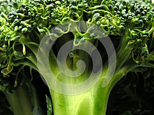 Brócoli 