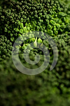 Broccoli 3 photo