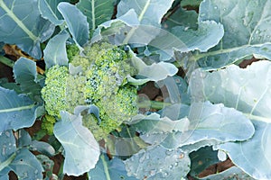 Broccoli