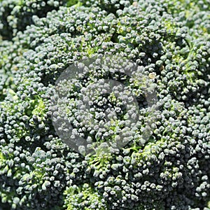 Broccoli background texture