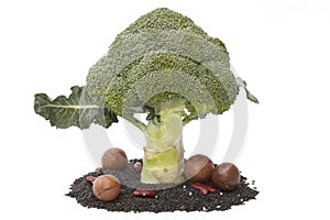 Broccoli on the black sesame isolated