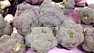 Broccoli Brassica oleracea