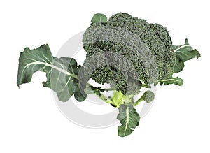 Broccoli Cabbage, brassica oleracea against White Background