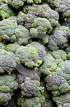 Broccoli calabrese
