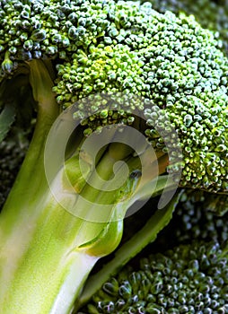 Broccoli close-up