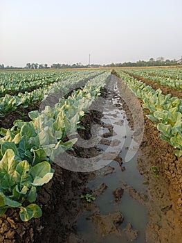 broccoli farm. in the middle of a rice fieldfollowforyou photo