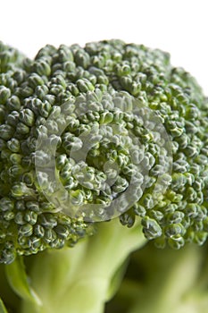 Broccoli Floret photo